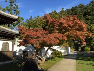 Autumn leaves of Sojiji Temple